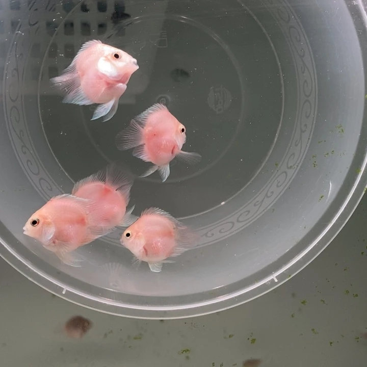 鹦鹉鱼胭脂粉四送一