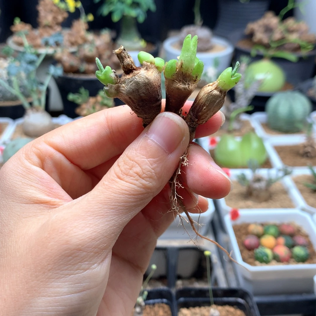 小碧光环兔子3颗脱土