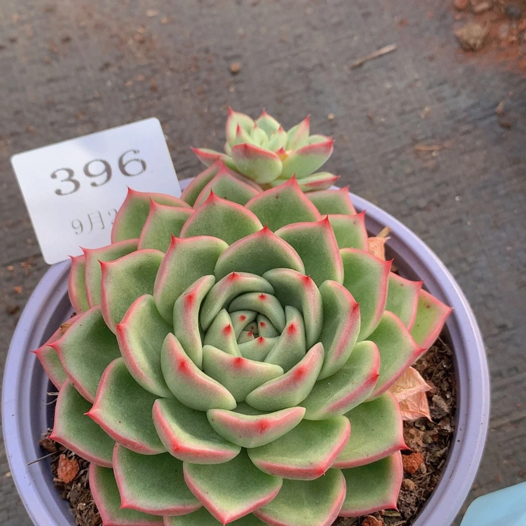 【闪购商品】云396号