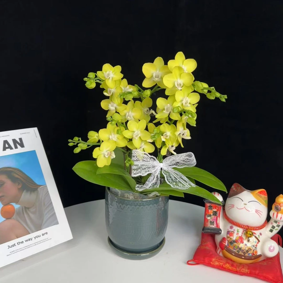 《香柠》绿色系 带香味 带花带苞 精品蝴蝶兰 轻奢高级 耐开好养