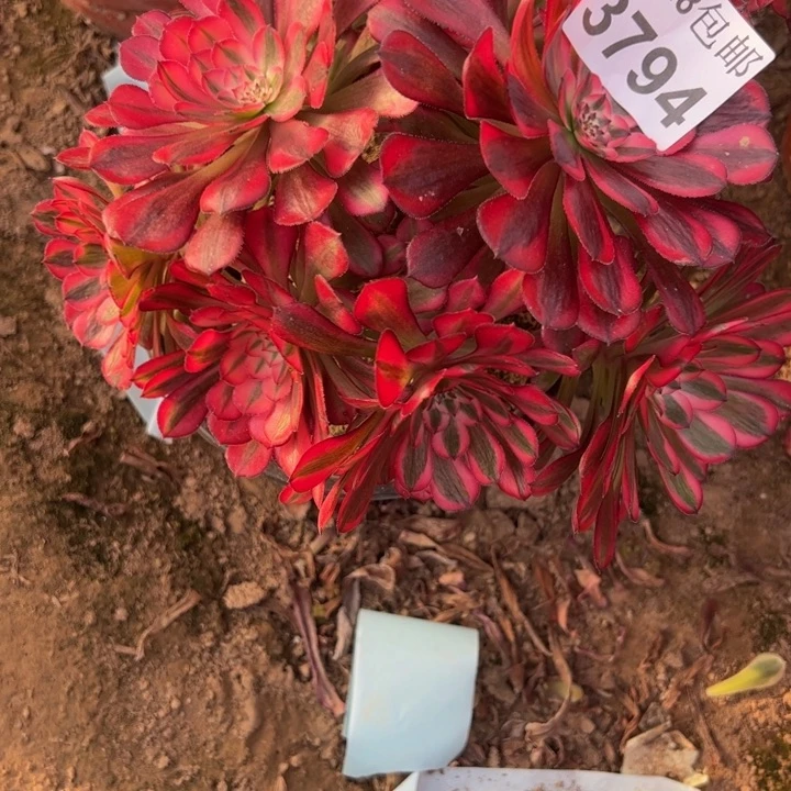 3794同白多肉植物