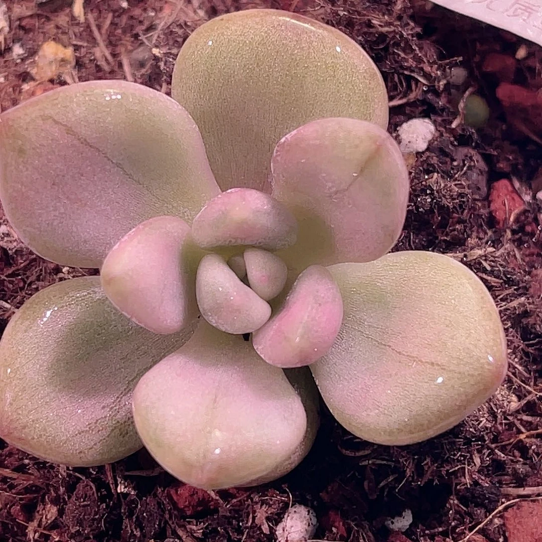 尚品园艺福利锦7683