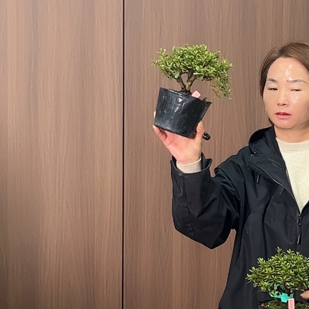 无花朵行*杂木盆景莹