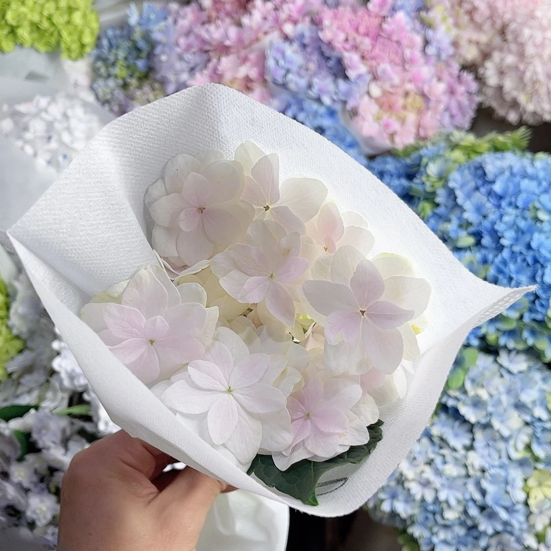 完全开放稀有绣球花9号