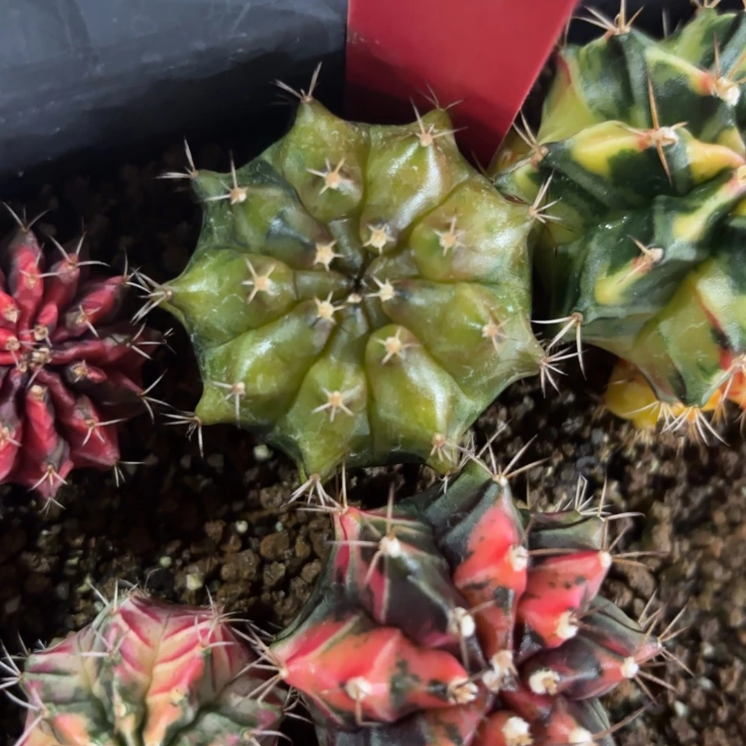 264-1209泰国发货多肉