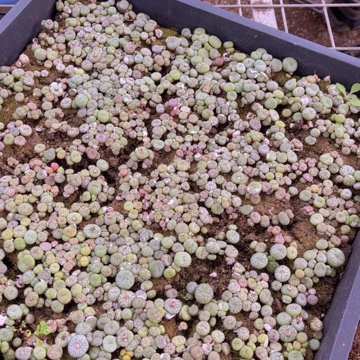 一大筐安贞00000000