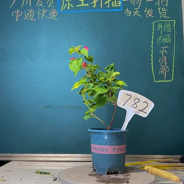 当前无花栽培后可以开花炸 红九月 782