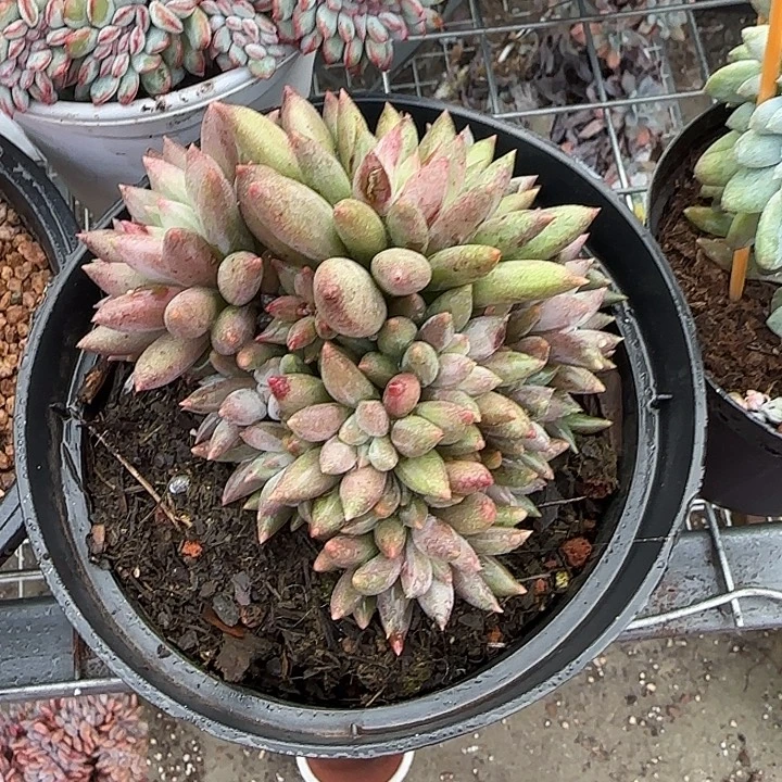 青蛙王子儿童牙膏套装11
