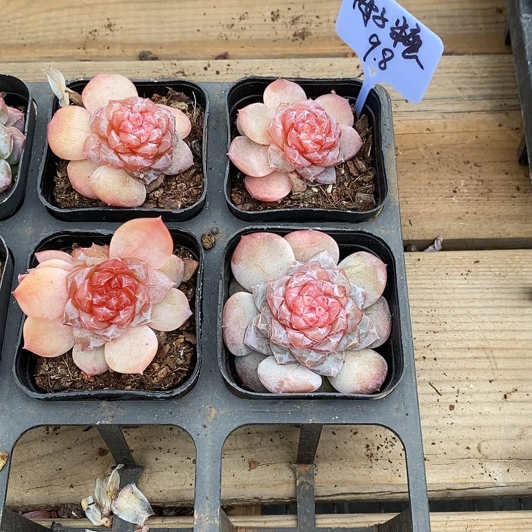 梅子糖，福利多多