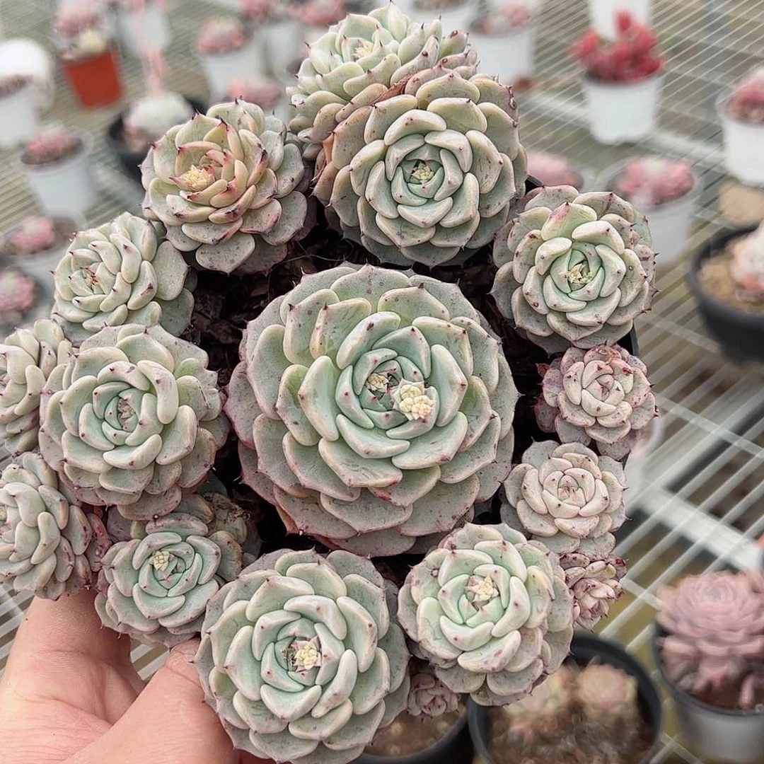 沙罗姬牡丹手捧整桩