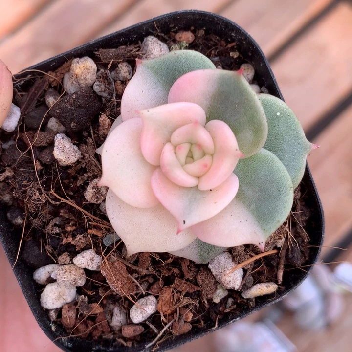 贝加尔湖锦多肉植物