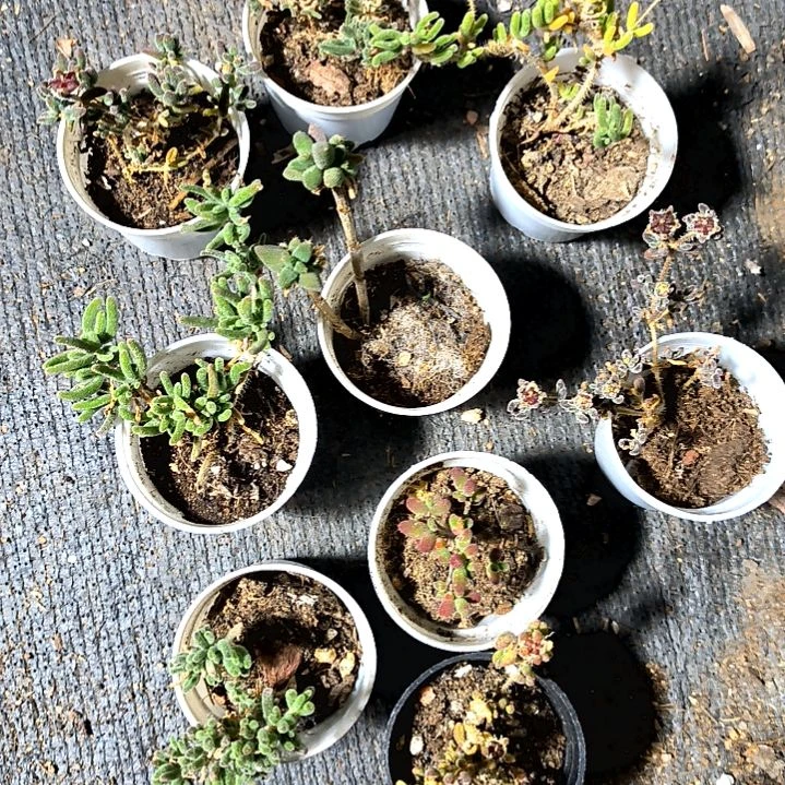 满9元包邮，，枝干四颗不同品种