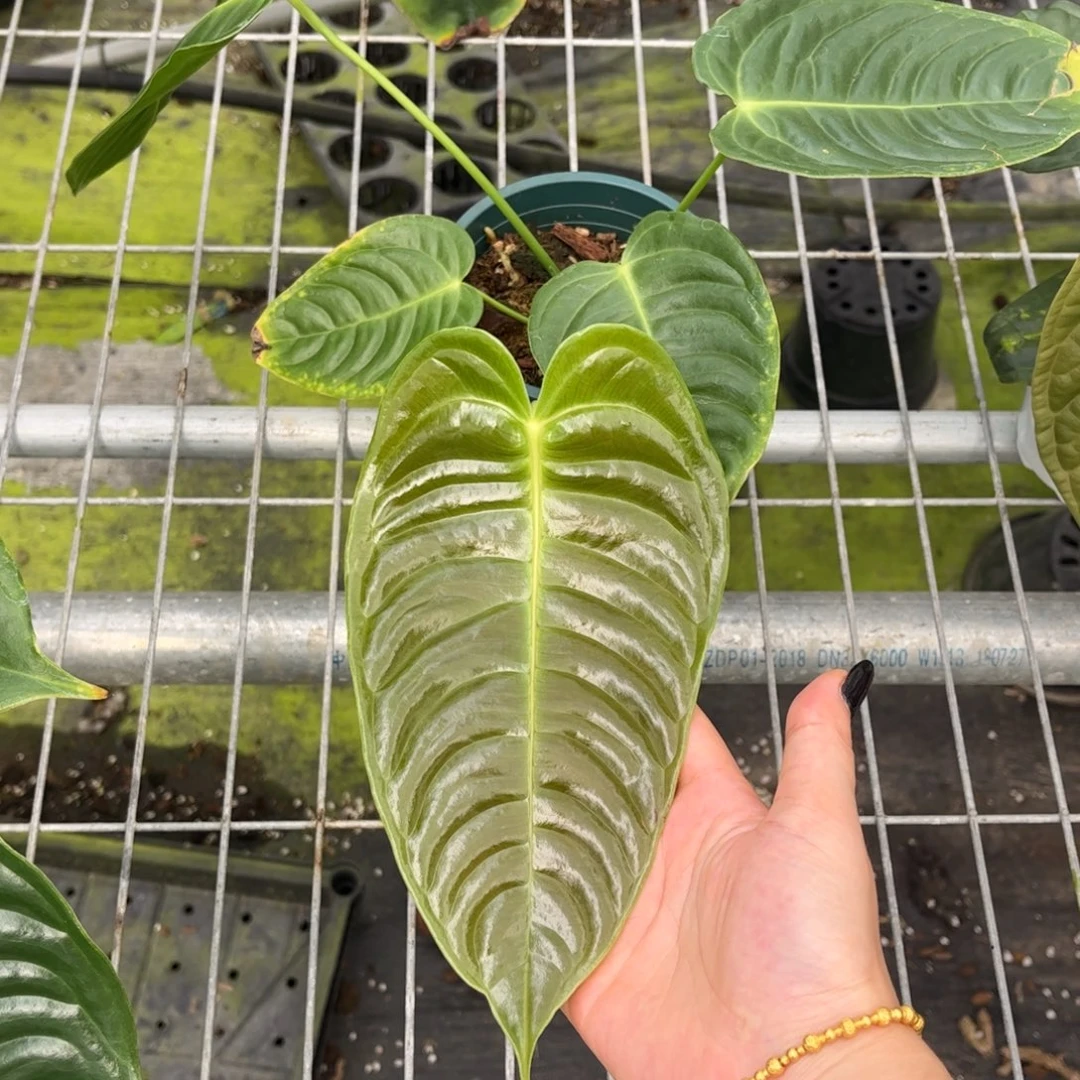 无花朵火鹤王老叶有瑕疵
