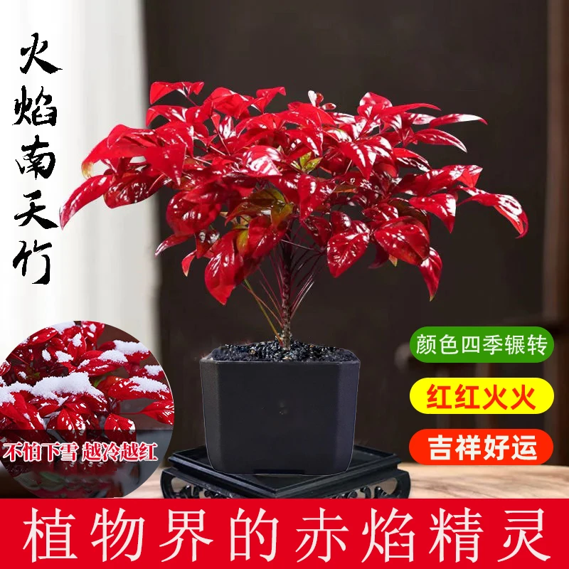 【花伴水】火焰南天竹舍得盆带底座桌面摆件美观盆景微景观