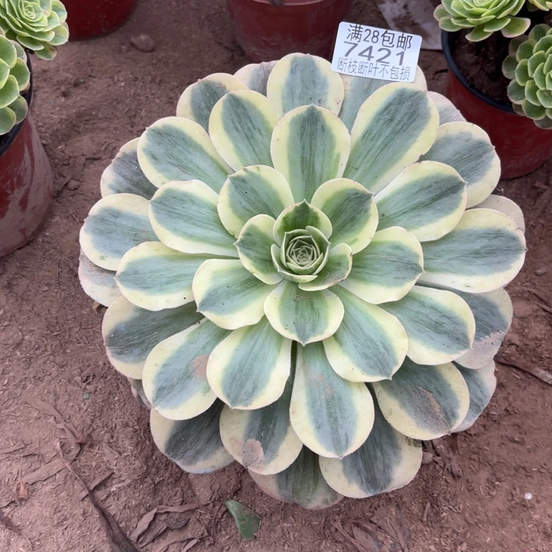 M. 7421香炉盘白多肉。ad