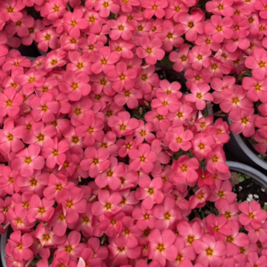 酢浆草【包邮】Oxalis Sweet potato  薯红