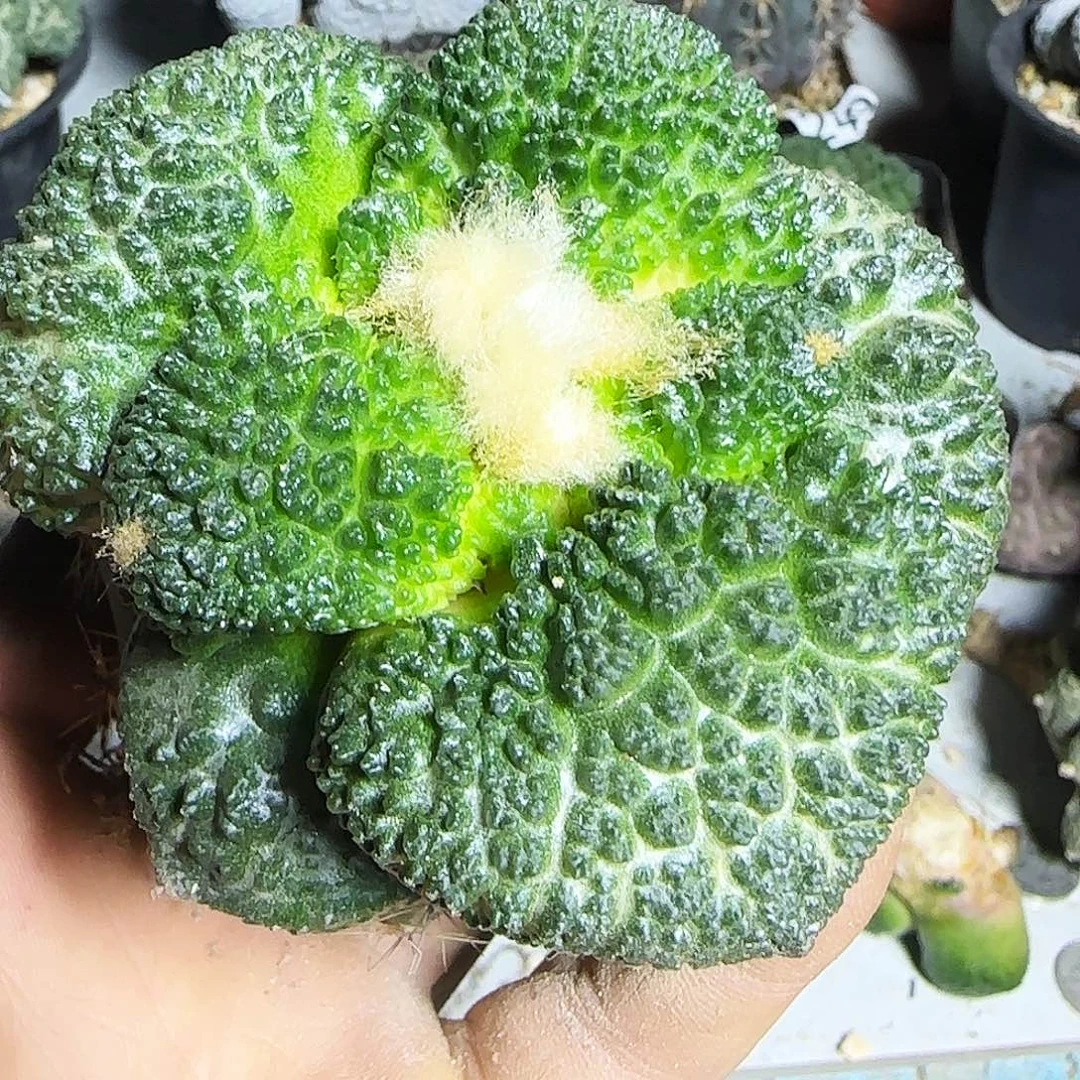 特大尤哥斯拉牡丹292
