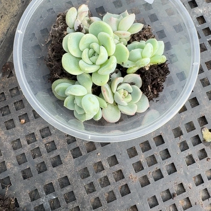 A****069荔枝加童话饭盒一组