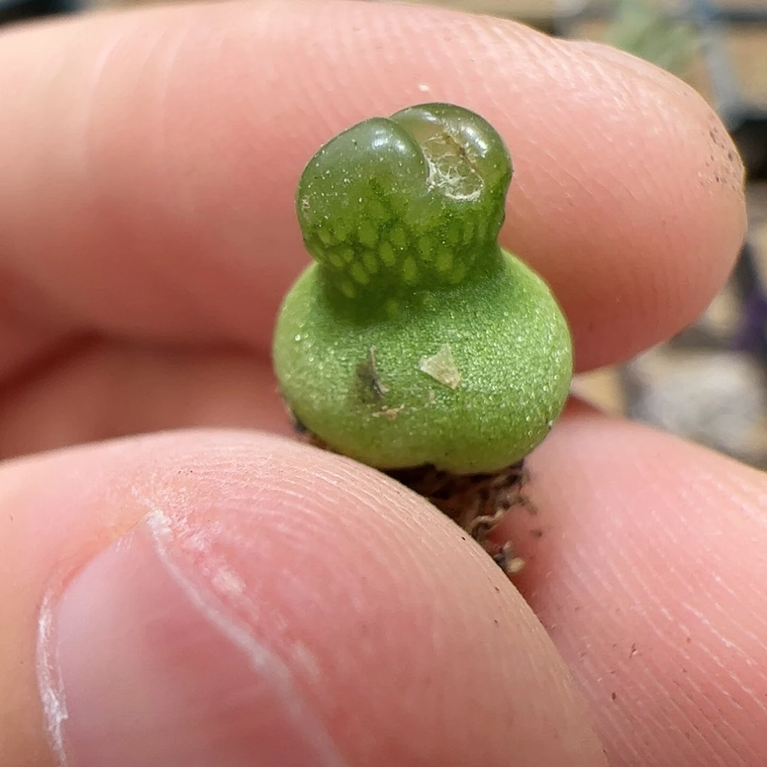 【闪购商品】32 小葫芦