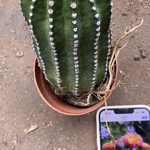 激流仙人球367899