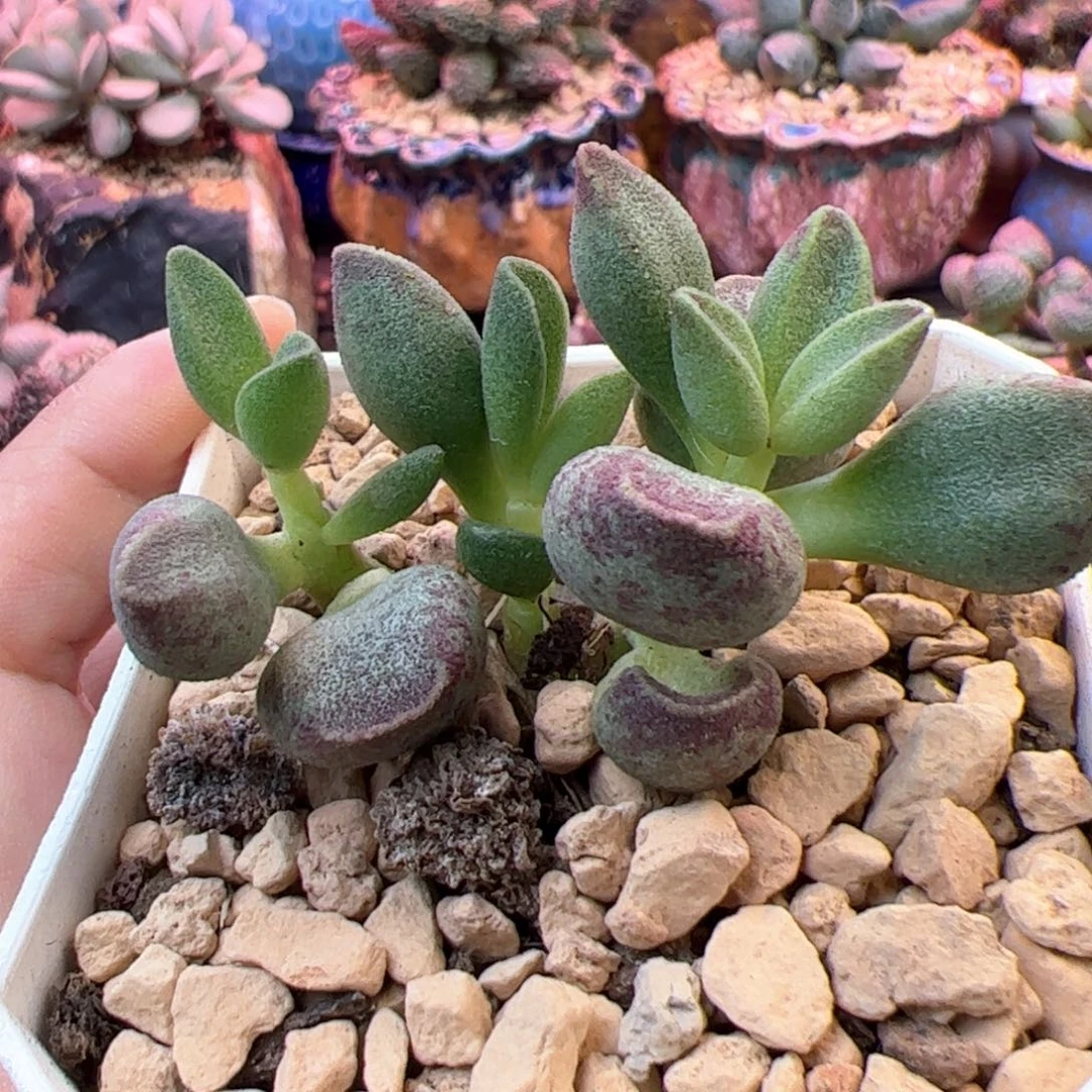 艾薇。