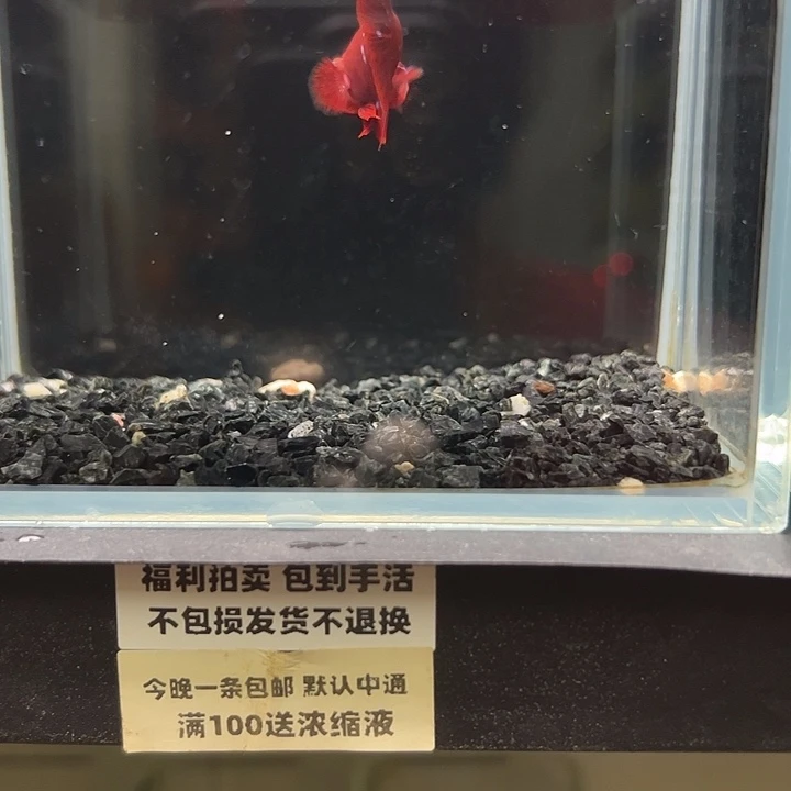 斗鱼竞拍跑单拉黑62