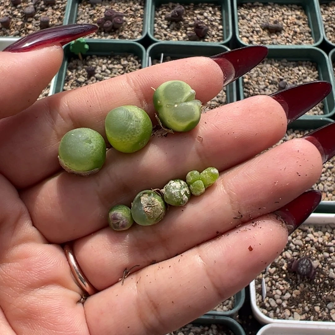 小***）拉登怪怪多肉植物
