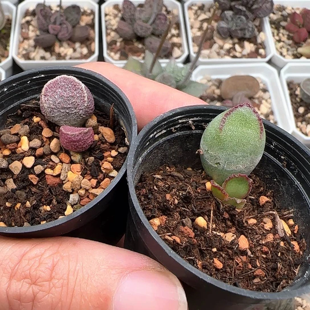 水泡组合多肉植物
