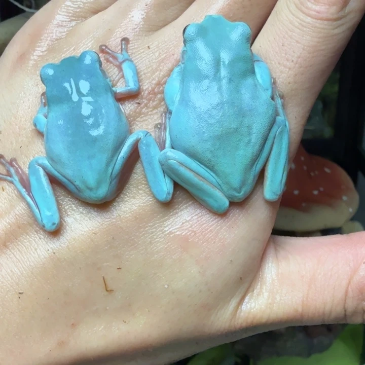 老爷树蛙澳蓝素皮一对捡漏价4-5cm