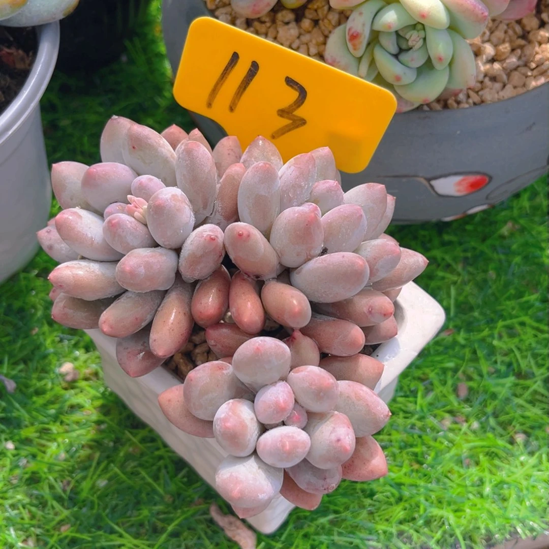 冬**梅113fghjjjjjjjjn