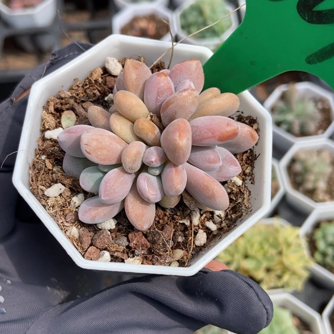 807粉兔多肉植物保护