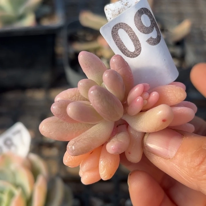 头盖锦满18包邮当场凑单不满单发顺丰到付