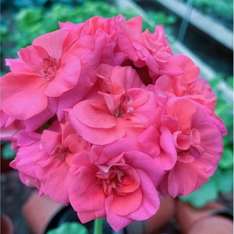 【密斯巴黎】直立精品多分支天竺葵带花苞原盆原土发货四季爆花机器