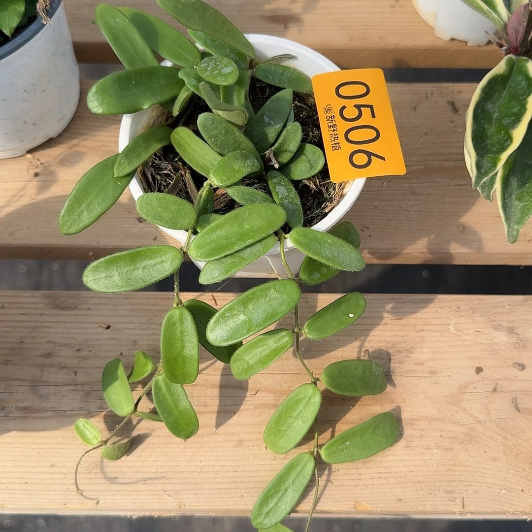 旺***周完全开放0506小叶香花