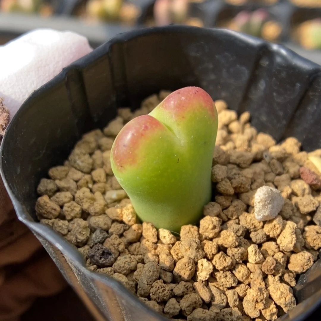 多肉植物肉锥杂交K-066 大小脸