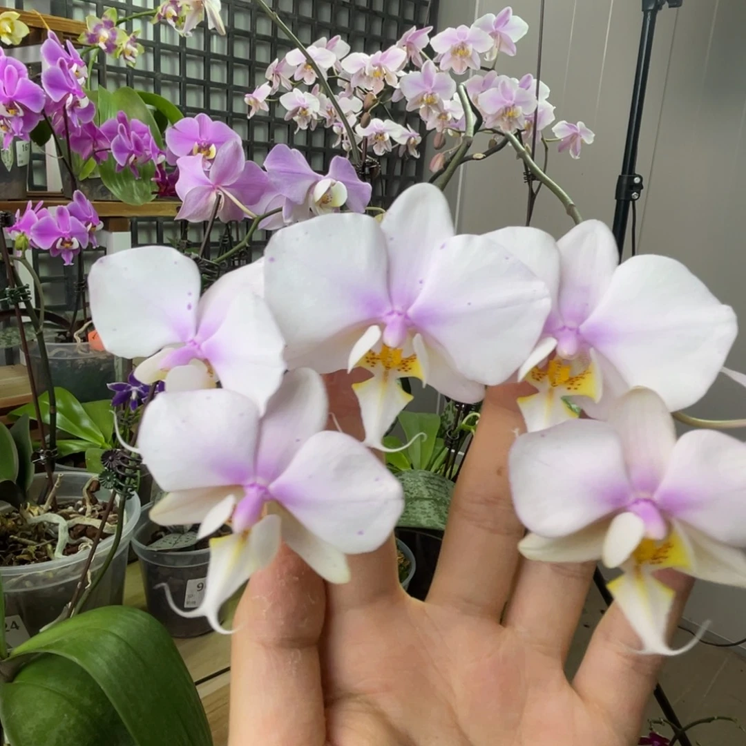 完全开放JG2314-桑德西-1185