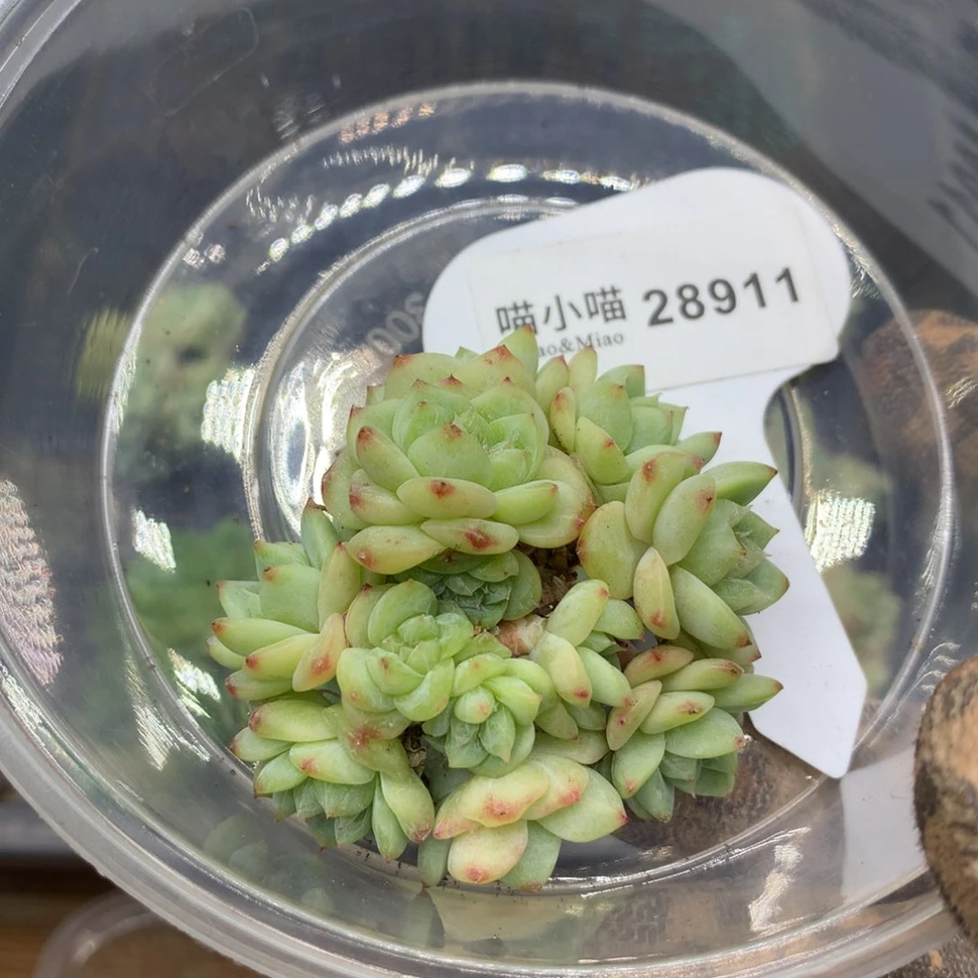 朱***。多肉植物冰灯珍妮
