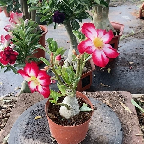 【闪购商品】无花朵往***零