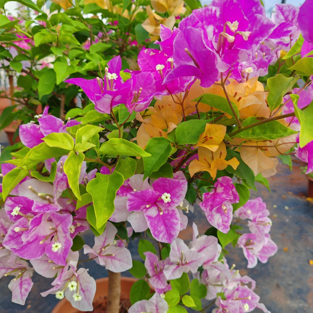 三角梅盆栽四季开花好养易活一物一拍