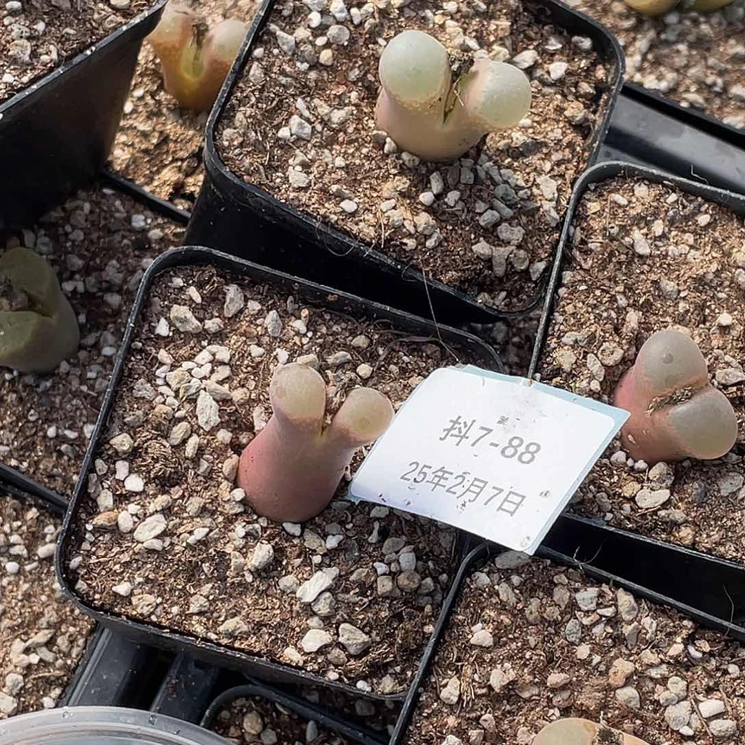 春****子7-88肉锥多肉植物