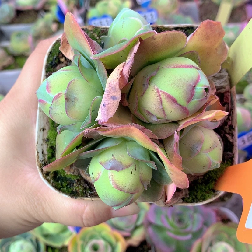 【闪购商品】yjj249