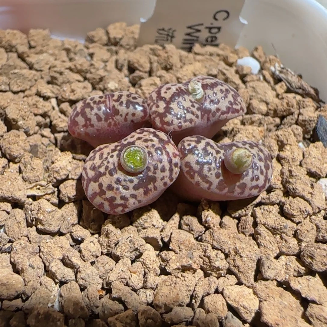 肉锥多肉植物组合-勋章1709