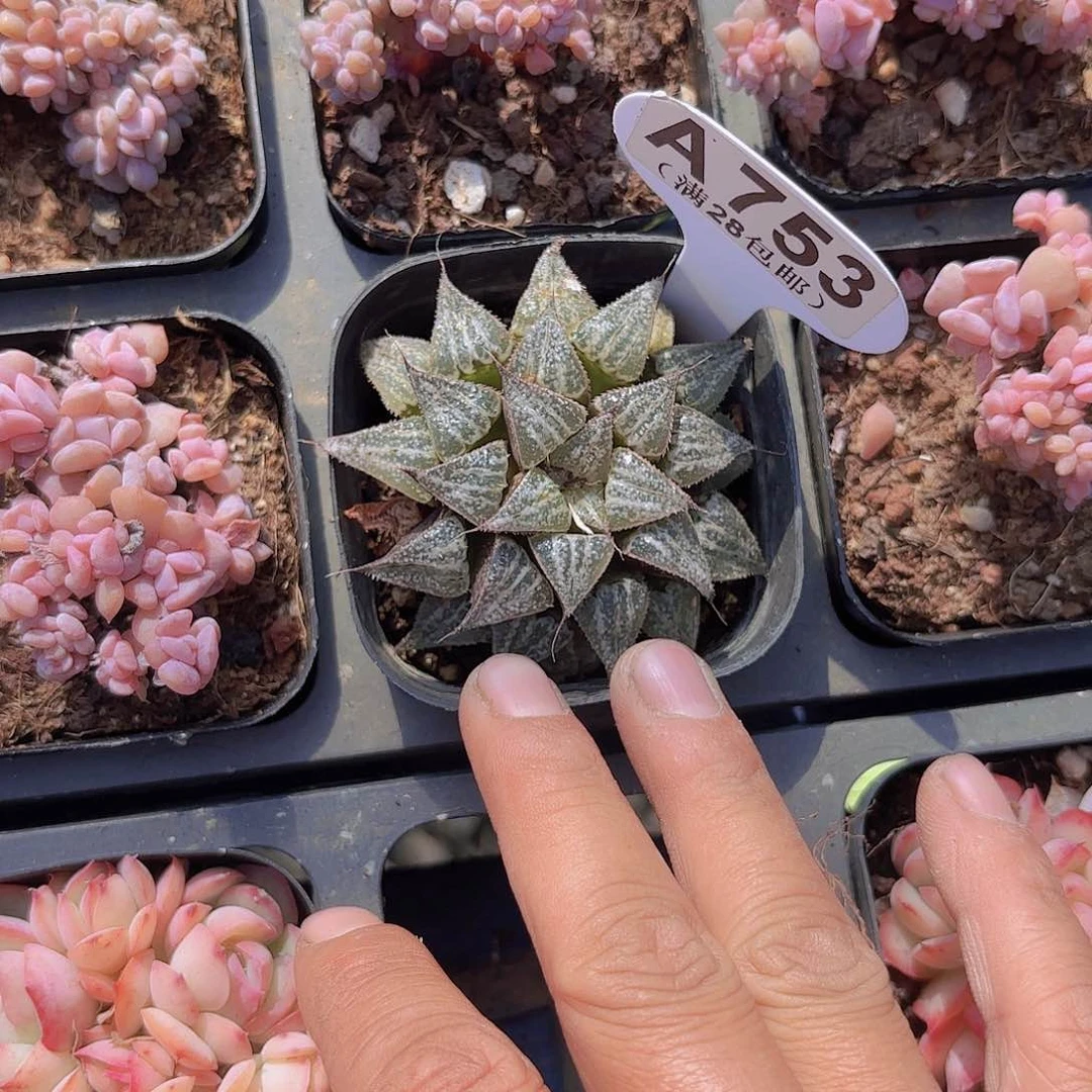 A753雪景色一物一拍