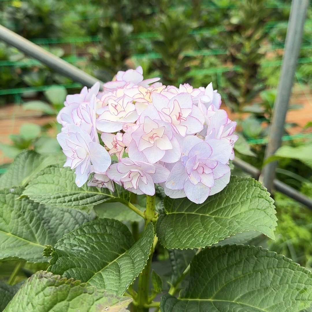 77号绣球/有色差介意勿拍/3单冷链包邮/偏远补运费发德邦