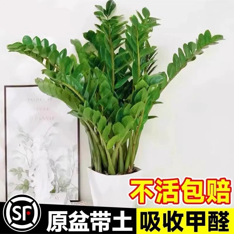 金钱树盆栽室内植物大型客厅好养招财绿植摇钱串子小发财树盆景