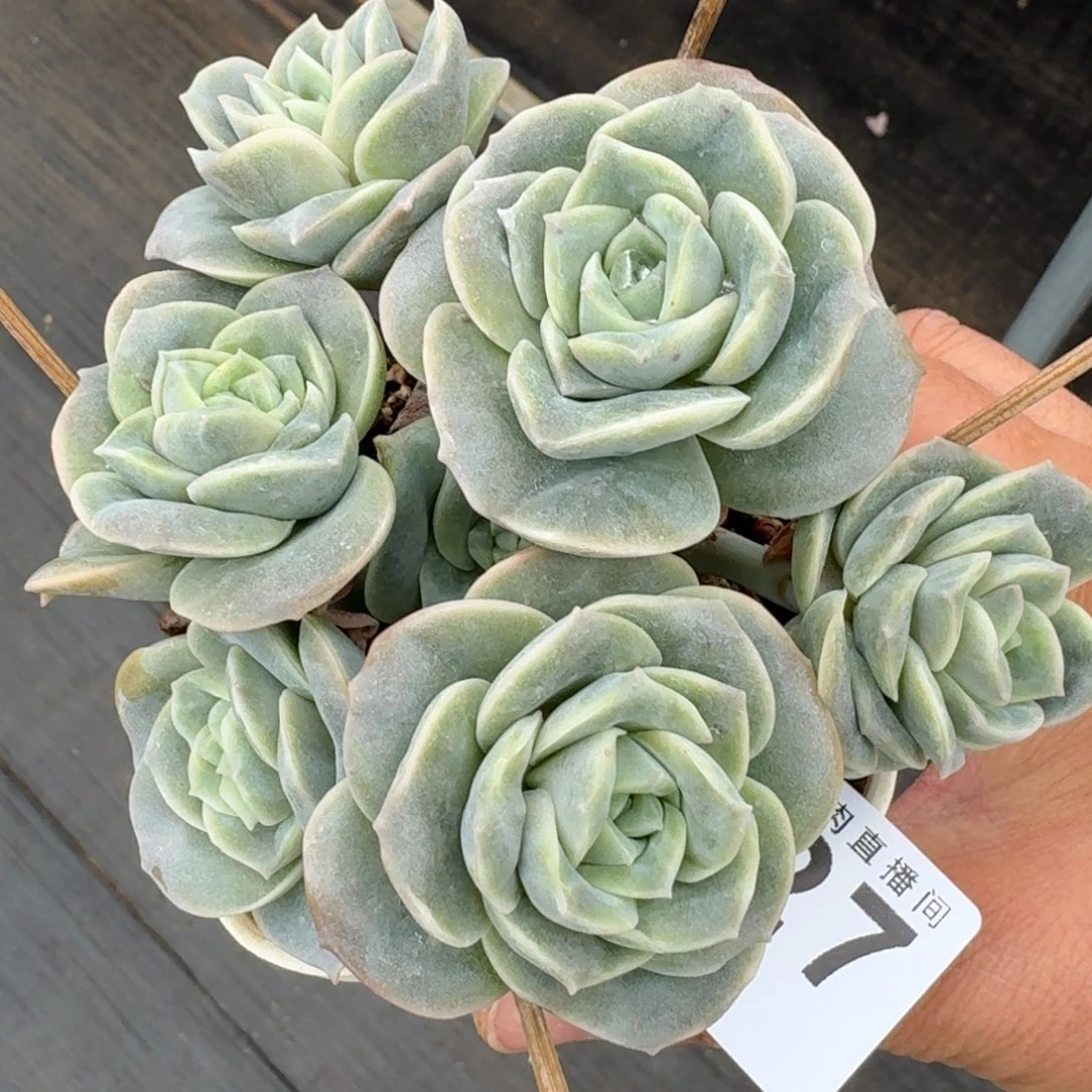 可爱玫瑰        平安福寿多，财运福运走上坡