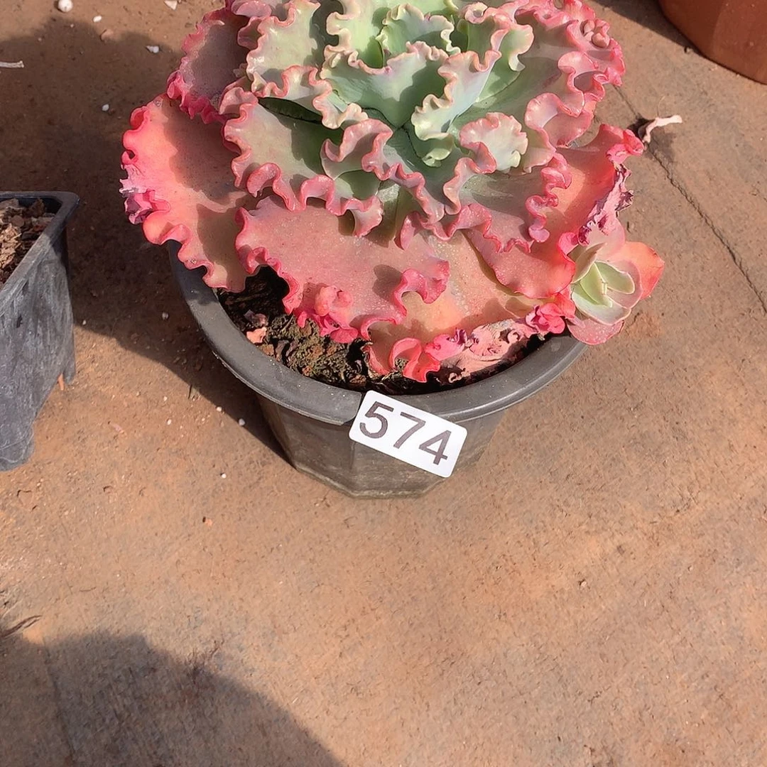 574 一物一拍多肉