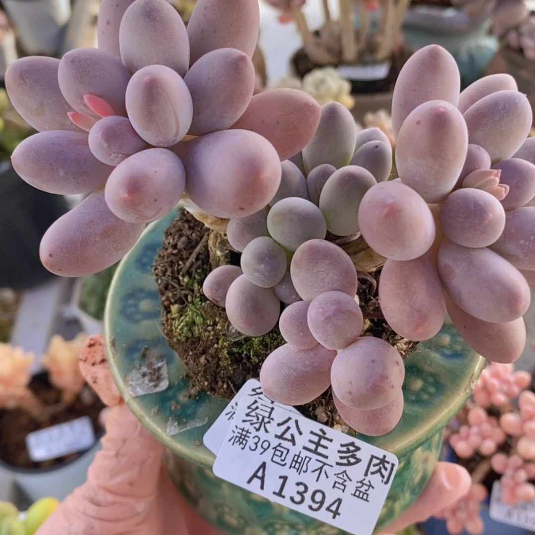 汤圆11cm1394多肉植物