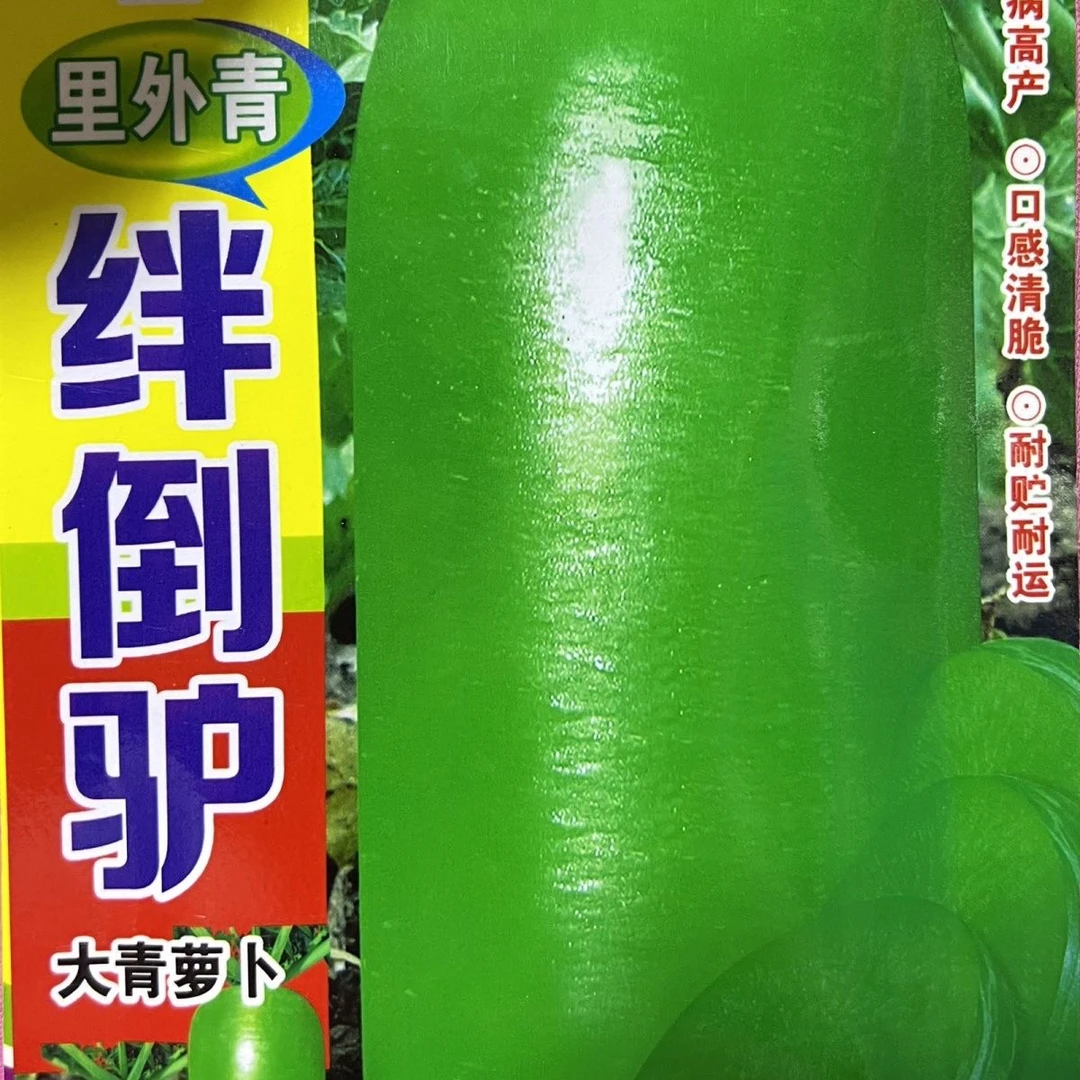 （买1送1）绊倒驴大青萝卜种子绿瓤青萝卜晒干腌制冬储型大萝卜种子