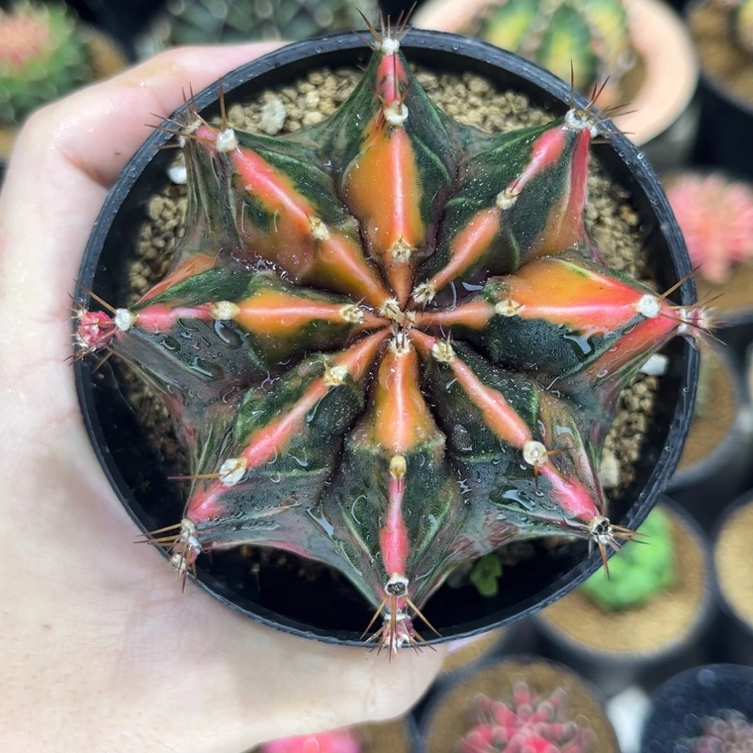 泰系实生根—————————-